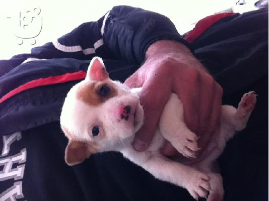 jack russell